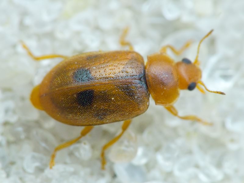 Coccidula scutellata (Herbst, 1783)